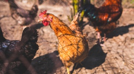 Proteon Pharmaceuticals – partnerstwo handlowe z DuPont Animal Nutrition BIZNES, Handel - Proteon Pharmaceuticals, polska firma biotechnologiczna i lider technologii bakteriofagowej w dodatkach paszowych dla zwierząt hodowlanych, podjęła strategiczne partnerstwo z DuPont Animal Nutrition, w zakresie dystrybucji innowacyjnych rozwiązań Proteonu.